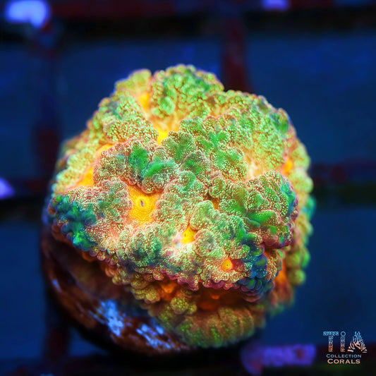 Tia Emerald Ray Favia