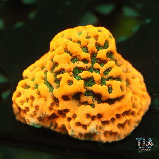 Cherry Pie Montipora Frag