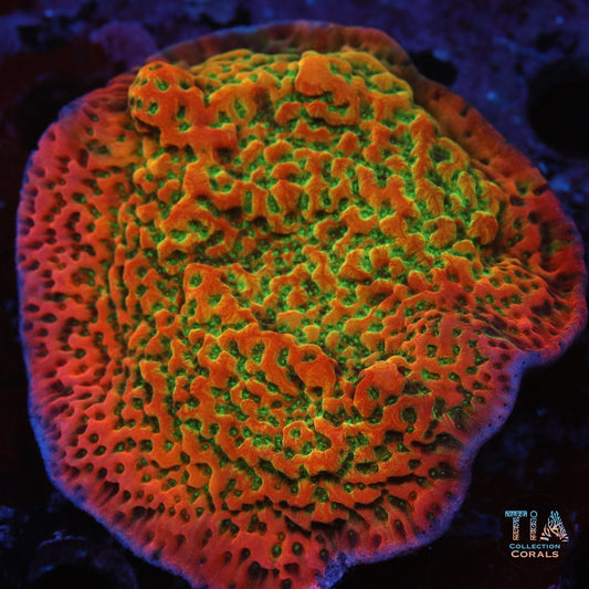 Cherry Pie Montipora Frag
