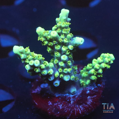 ORA Purple Pasma Acropora Frag