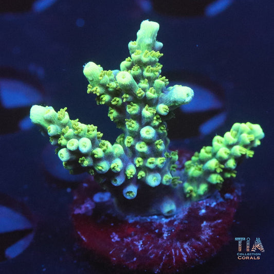 ORA Purple Pasma Acropora Frag