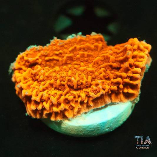 Red Plating Montipora Frag