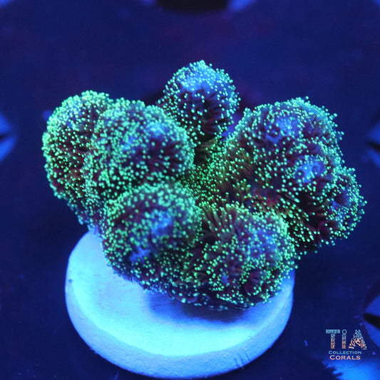 Mint Green Pocillopora Frag