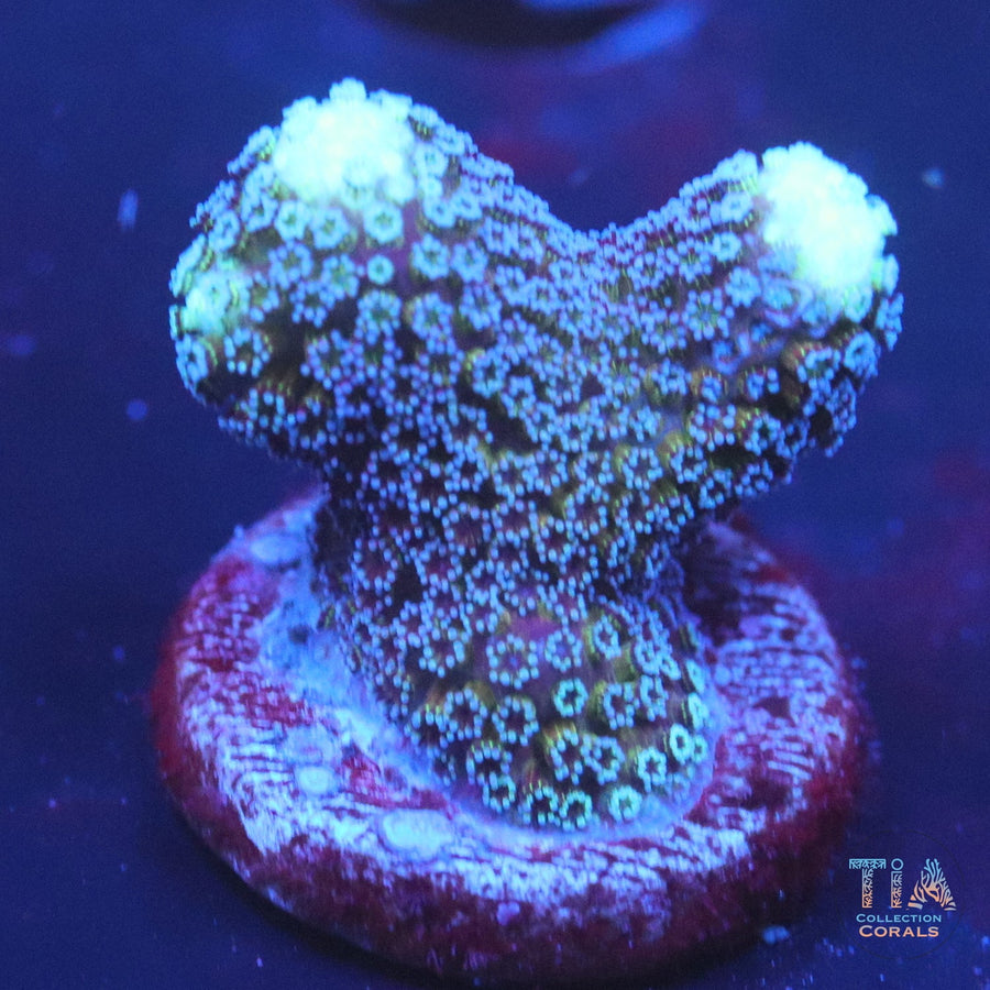 Milka stylophora Frag, SPS coral