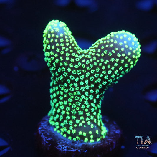Neon Green