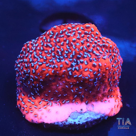 Superman Montipora Frag