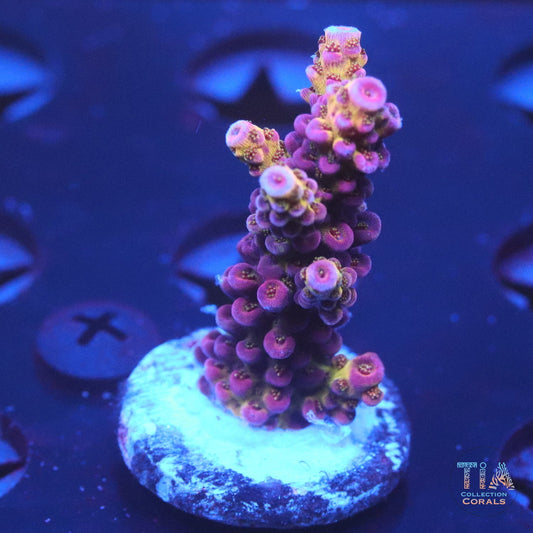 PC Rainbow Acropora Frag