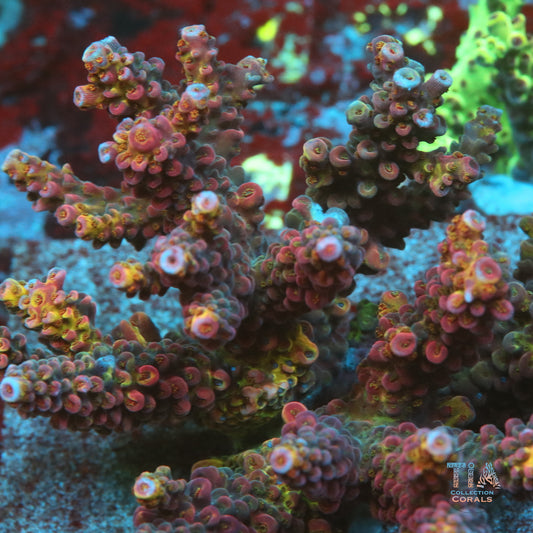 PC Rainbow Acropora Frag