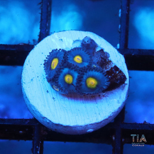 AOE zoanthids