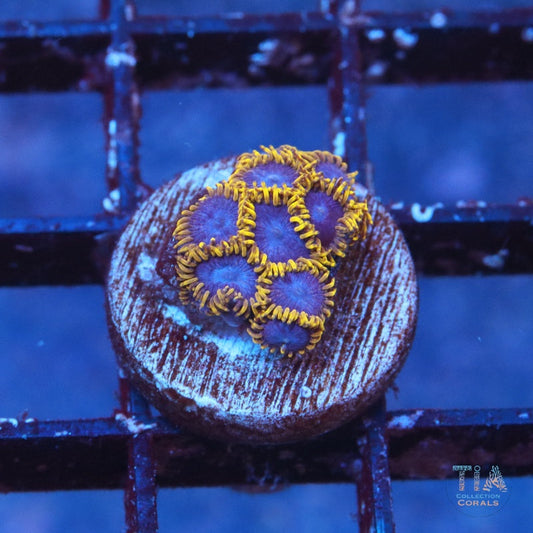 WWC Blue Angels zoanthids