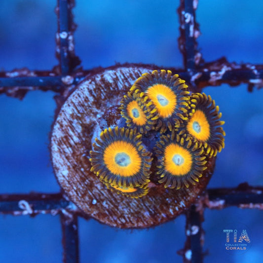 Scrambled Eggs Zoanthids