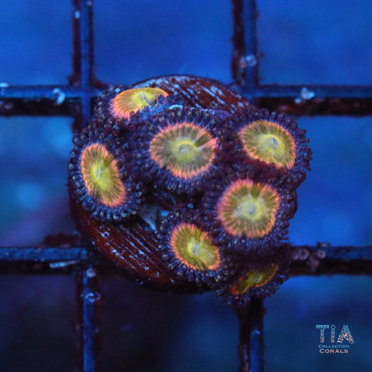 Peach glint zoanthids