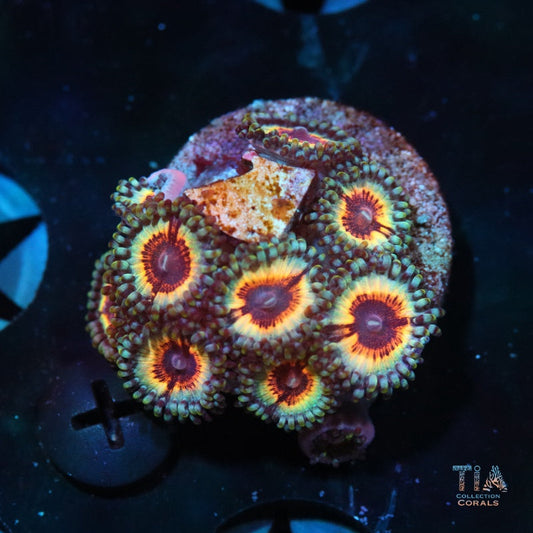 Vampire IN drag zoanthids