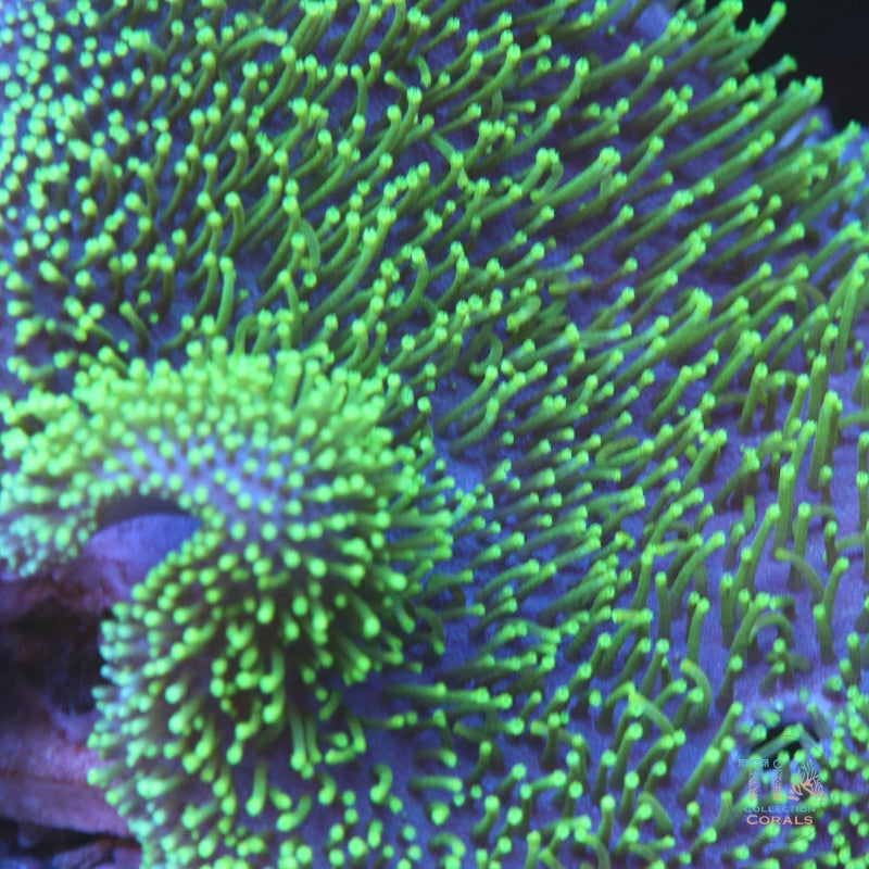 Green Toadstool
