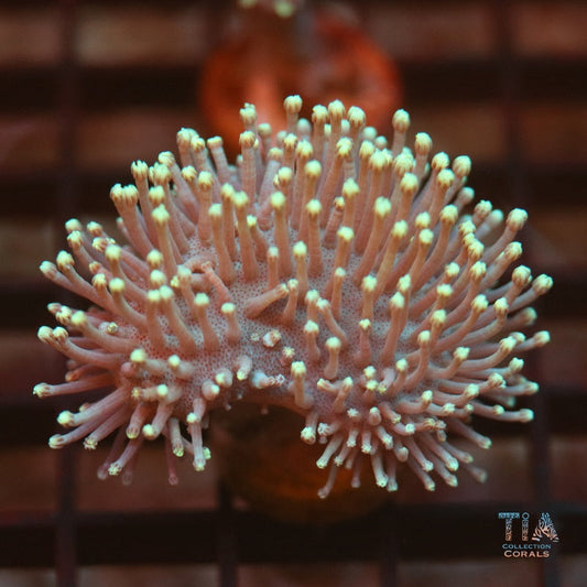 Japanese Long Tentacle Toadstool