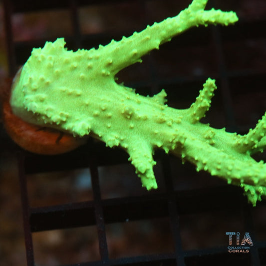 Palau green Nepthea