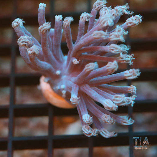 Purple Cespitularia