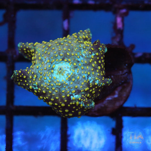 Yellow Spot Mushroom