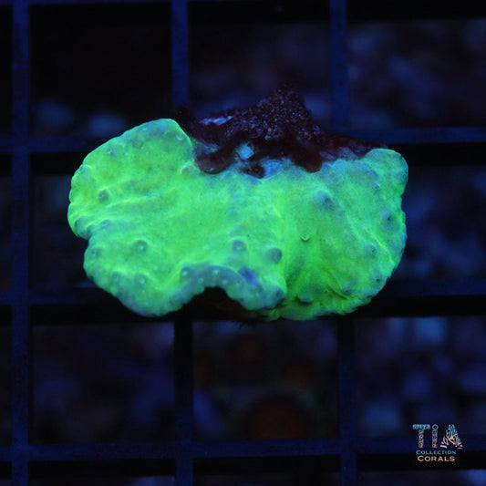 Neon Green Cabbage