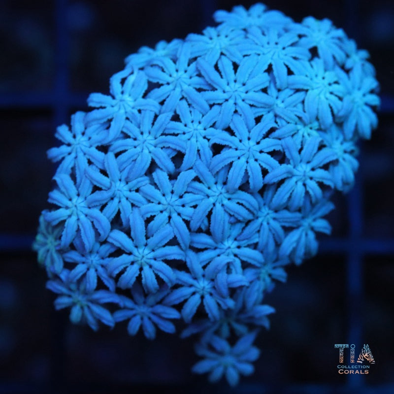 Pipe Organ Frag, soft coral