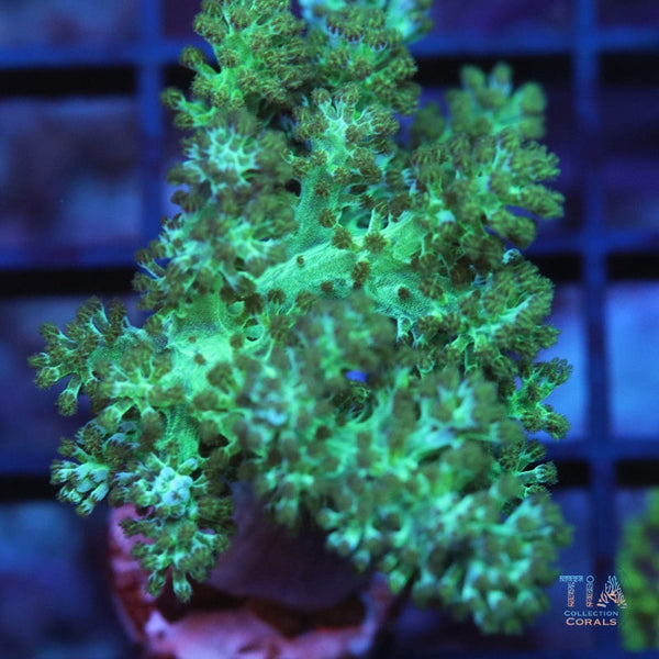 Neon green Kenya tree Softies Leather Coral | Tia Coral – TIA Corals