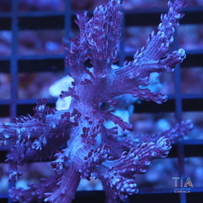 Red Kenya Tree, soft coral