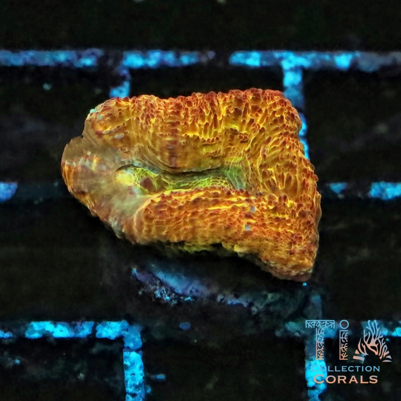 Sunny D Bowerbanki Frag - Live LPS Coral for Sale | TIA Coral