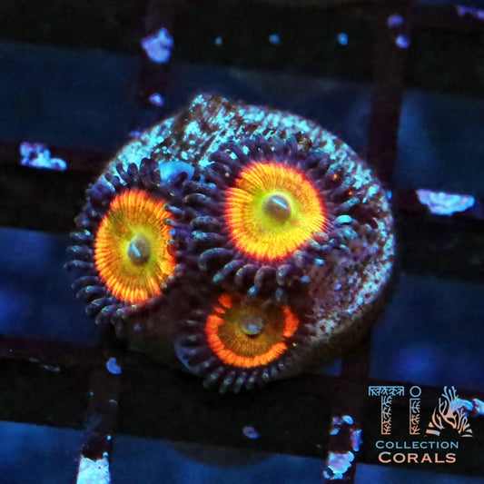 Sunny D Zoanthids Frag - Live Softies Coral for Sale | TIA Coral