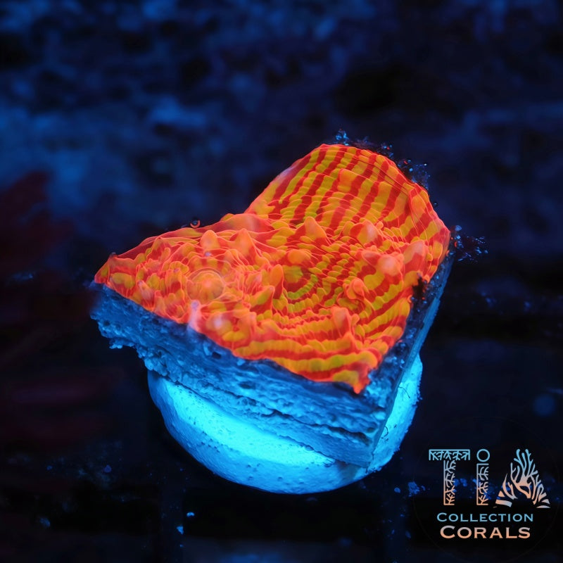 TCK Inferno Convict Chalice Frag, LPS coral