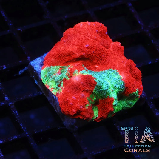 TCK Insane Master Bowerbanki - Live LPS Coral for Sale | TIA Coral