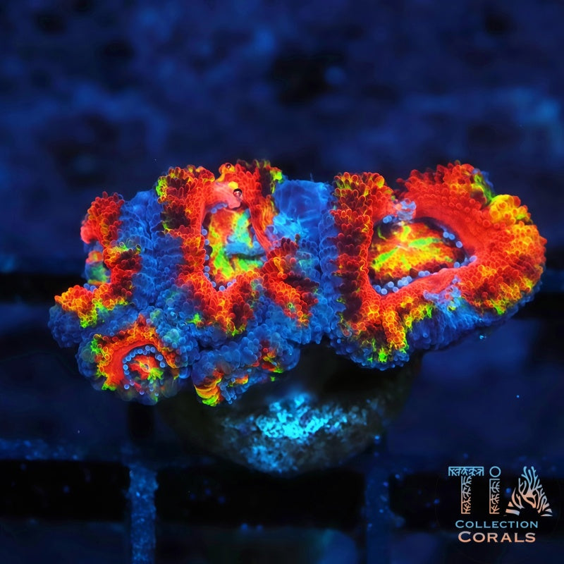 New TIA Afterburner Rainbow Acan Frag - Live LPS Coral for Sale | TIA Coral