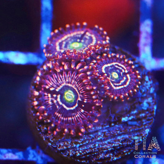 TIA Aliceosphere Zoanthids Frag - Live Softies Coral for Sale | TIA Coral