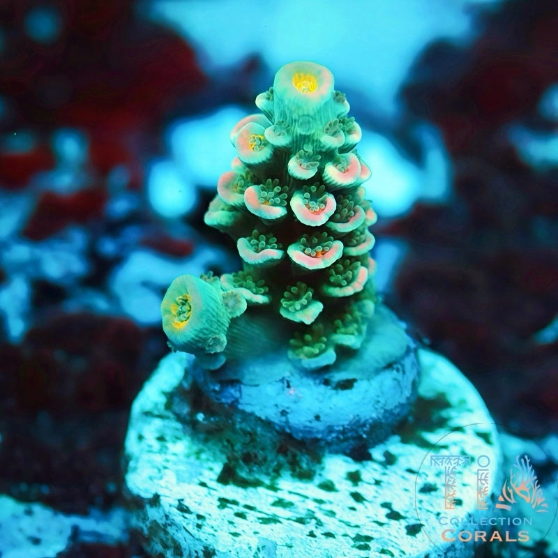 TIA Aqua Delight Tenuis Frag - Live SPS Coral for Sale | TIA Coral