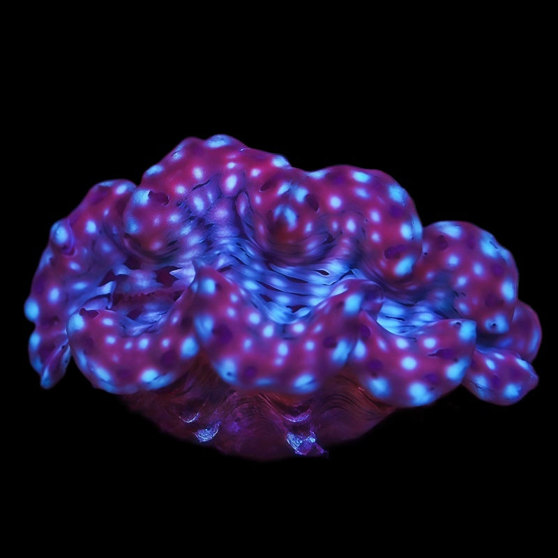 Aquacultured Squamosa Clam 3"+ - Live Inverts Coral for Sale | TIA Coral