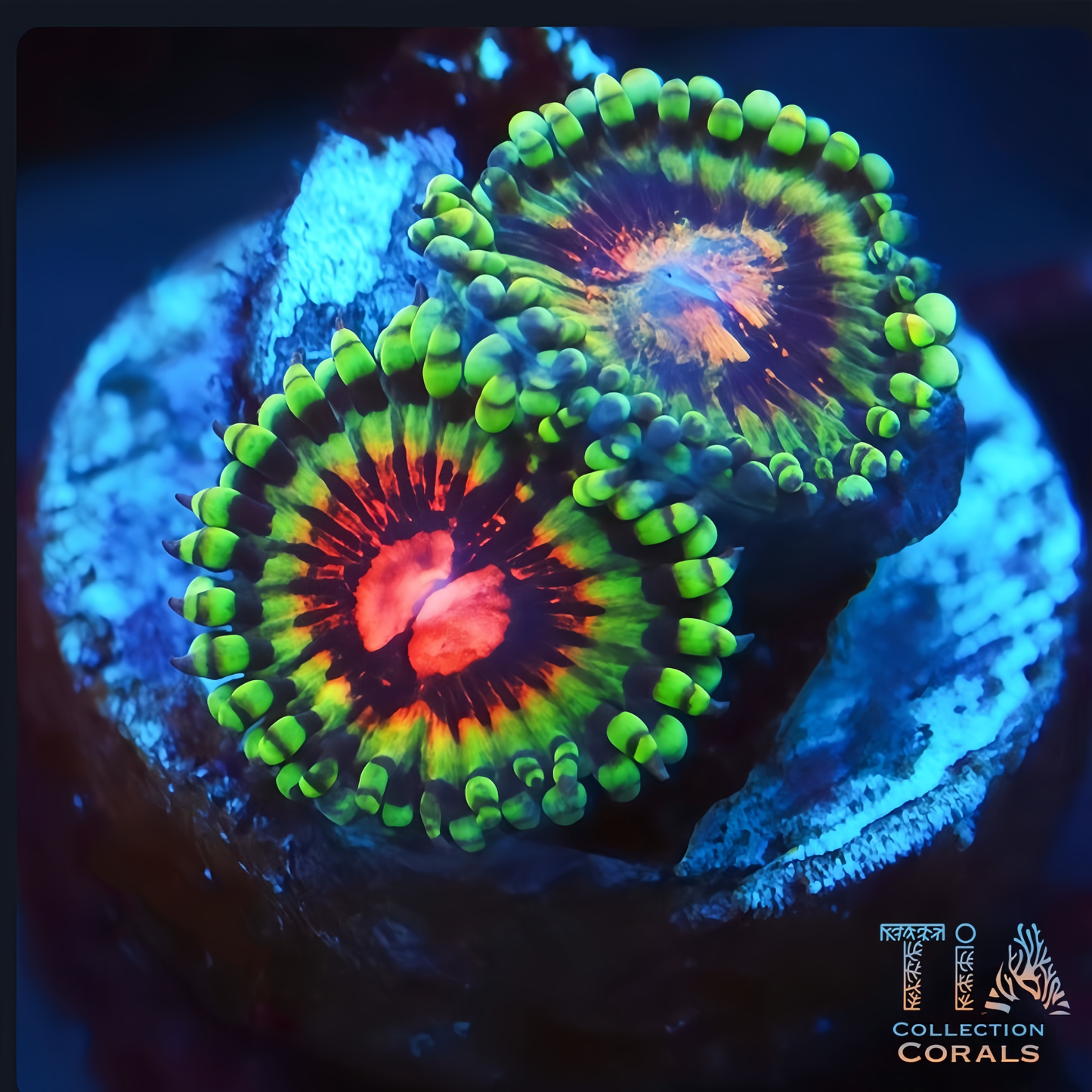 Atomic Bloodshoot Zoanthids Frag - Live Softies Coral for Sale | TIA Coral