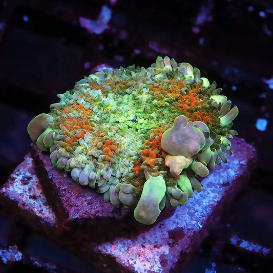 TIA Bayou Beast Frankenstein Mushroom - Live Softies Coral for Sale | TIA Coral
