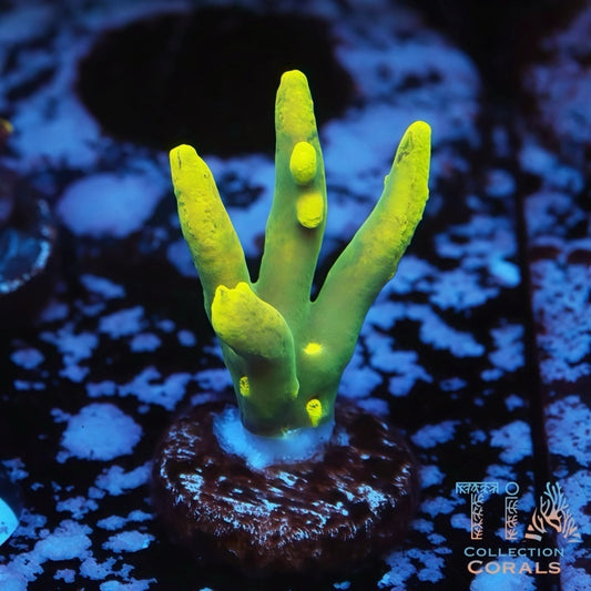TIA Beetlejuice Suharsonoi Frag - Live SPS Coral for Sale | TIA Coral