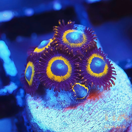 Bella Donnas Zoanthids Frag - Live Softies Coral for Sale | TIA Coral