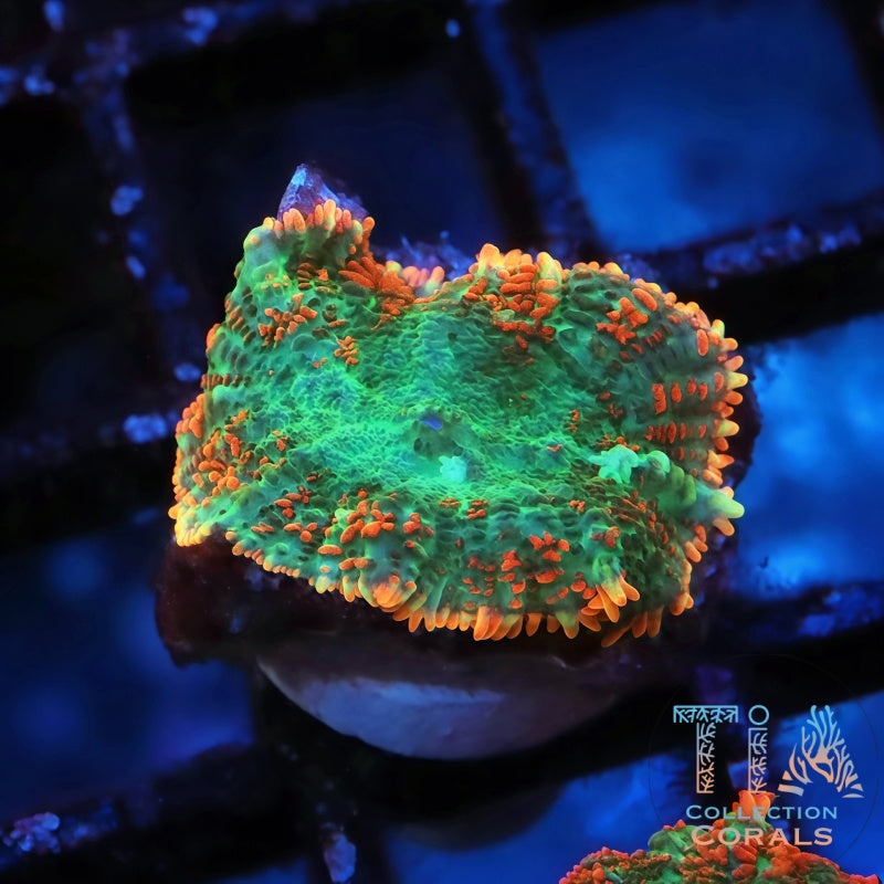 Bifrost Rainbow Rhodactis Mushroom Frag - Live Softies Coral for Sale | TIA Coral