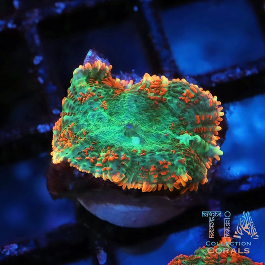 Bifrost Rainbow Rhodactis Mushroom Frag - Live Softies Coral for Sale | TIA Coral