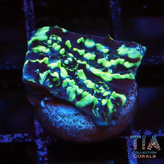 Biohazard Chalice Frag - Live LPS Coral for Sale | TIA Coral