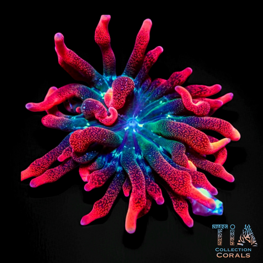 Black Widow Anemone - Live Softies Coral for Sale | TIA Coral