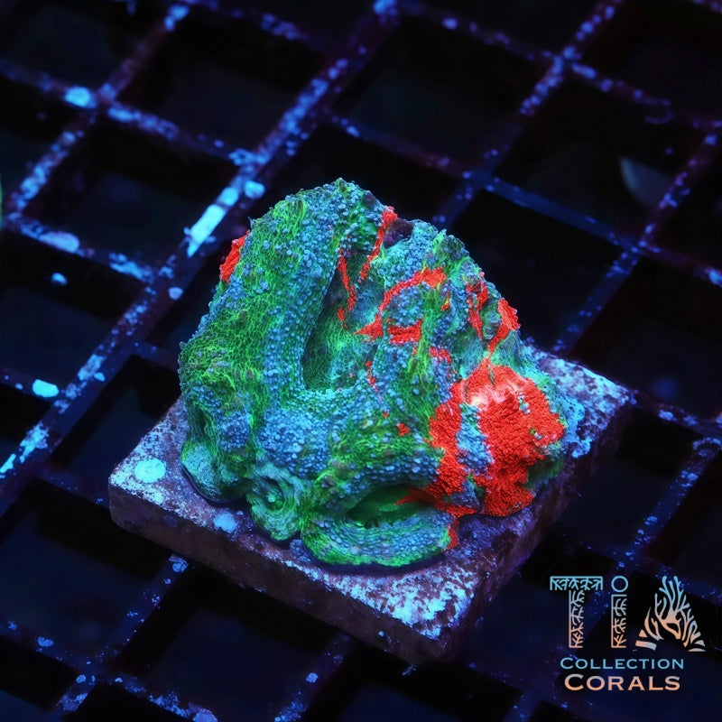 TIA Bleeding Apple Master Bowerbanki - Live LPS Coral for Sale | TIA Coral