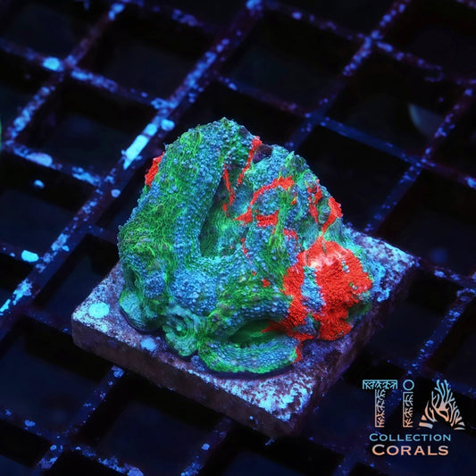 TIA Bleeding Apple Master Bowerbanki - Live LPS Coral for Sale | TIA Coral