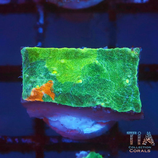 TIA Blue Convict Meltdown Chalice 3 - Live LPS Coral for Sale | TIA Coral