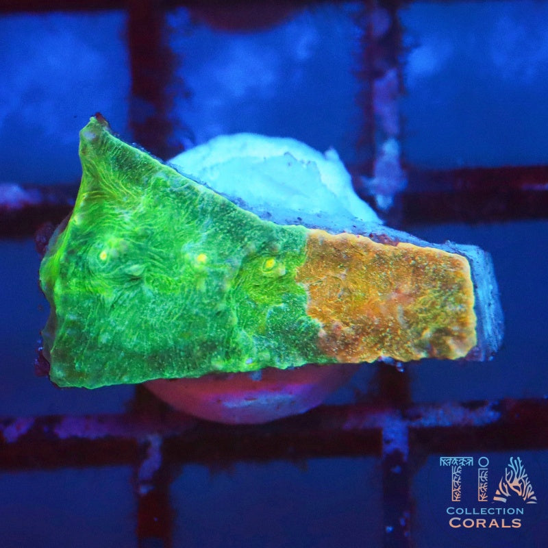TIA Blue Convict Meltdown Chalice 5 - Live LPS Coral for Sale | TIA Coral