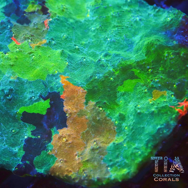 TIA Blue Convict Meltdown Chalice 5 - Live LPS Coral for Sale | TIA Coral