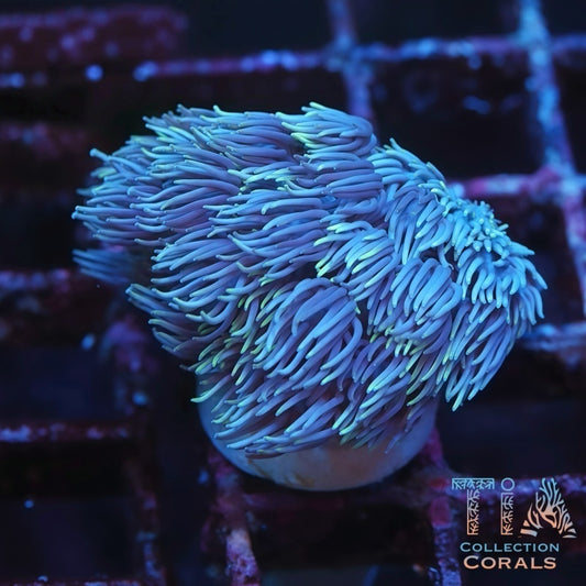 TIA Blue Grafted Goniopora Frag - Live LPS Coral for Sale | TIA Coral
