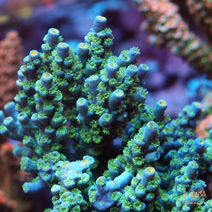 TIA Blue Howler Acropora Colony (cut to order), SPS coral