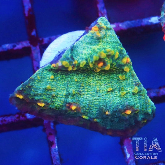 TIA Blue Invader Frag - Live LPS Coral for Sale | TIA Coral
